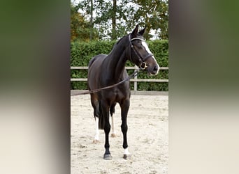 Oldenburger Springpferd, Klacz, 5 lat, 162 cm, Ciemnogniada