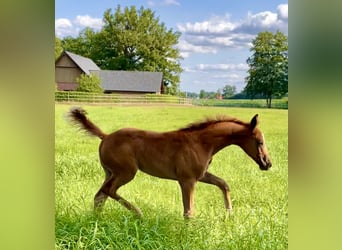Oldenburger Springpferd, Klacz, 5 lat, 162 cm, Kasztanowata