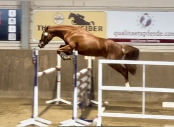 Oldenburger Springpferd, Klacz, 5 lat, 162 cm, Kasztanowata