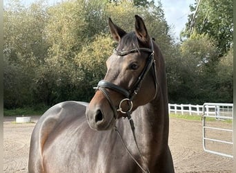 Oldenburger Springpferd, Klacz, 5 lat, 163 cm, Ciemnogniada