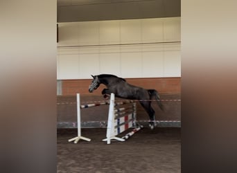 Oldenburger Springpferd, Klacz, 5 lat, 163 cm, Siwa