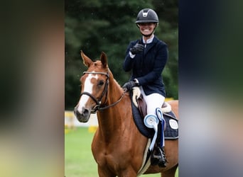 Oldenburger Springpferd, Klacz, 5 lat, 164 cm, Kasztanowata