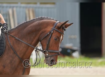 Oldenburger Springpferd, Klacz, 5 lat, 165 cm, Formy Brown Falb
