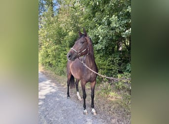 Oldenburger Springpferd, Klacz, 5 lat, 165 cm, Gniada