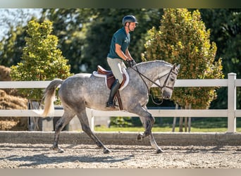 Oldenburger Springpferd, Klacz, 5 lat, 165 cm, Siwa