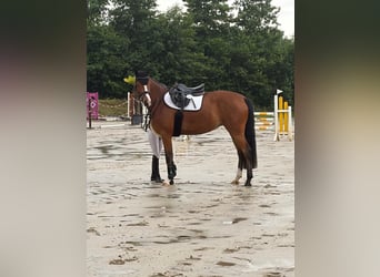 Oldenburger Springpferd, Klacz, 5 lat, 166 cm, Gniada