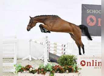 Oldenburger Springpferd, Klacz, 5 lat, 166 cm, Gniada