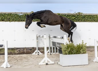 Oldenburger Springpferd, Klacz, 5 lat, 167 cm, Ciemnogniada