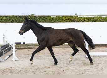 Oldenburger Springpferd, Klacz, 5 lat, 167 cm, Ciemnogniada