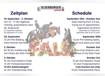 Oldenburger Springpferd, Klacz, 5 lat, 168 cm, Ciemnogniada