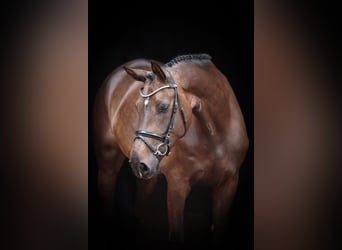 Oldenburger Springpferd, Klacz, 5 lat, 168 cm, Skarogniada