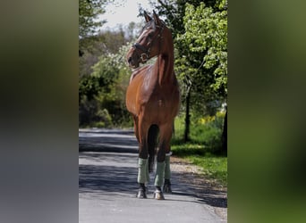 Oldenburger Springpferd, Klacz, 5 lat, 169 cm, Gniada