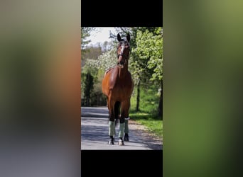 Oldenburger Springpferd, Klacz, 5 lat, 169 cm, Gniada
