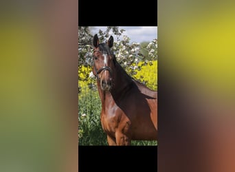 Oldenburger Springpferd, Klacz, 5 lat, 169 cm, Gniada