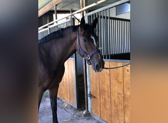 Oldenburger Springpferd, Klacz, 5 lat, 169 cm, Gniada
