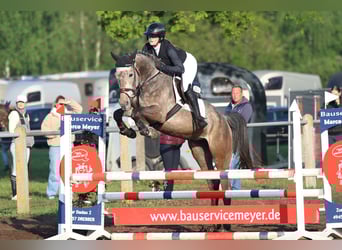Oldenburger Springpferd, Klacz, 5 lat, 169 cm, Siwa