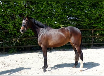 Oldenburger Springpferd, Klacz, 5 lat, 170 cm, Ciemnogniada