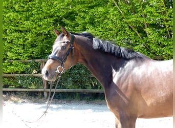 Oldenburger Springpferd, Klacz, 5 lat, 170 cm, Ciemnogniada
