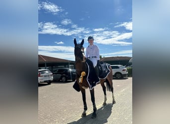 Oldenburger Springpferd, Klacz, 5 lat, 170 cm, Ciemnogniada