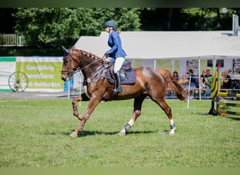 Oldenburger Springpferd, Klacz, 5 lat, 170 cm, Ciemnokasztanowata