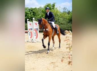 Oldenburger Springpferd, Klacz, 5 lat, 170 cm, Gniada