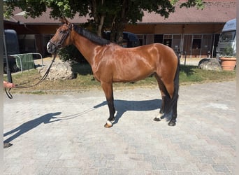 Oldenburger Springpferd, Klacz, 5 lat, 170 cm, Gniada
