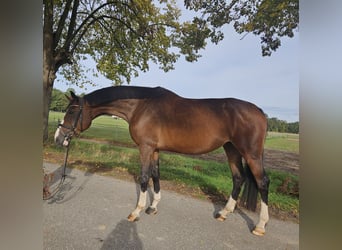 Oldenburger Springpferd, Klacz, 5 lat, 173 cm, Gniada