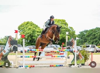 Oldenburger Springpferd, Klacz, 5 lat, 173 cm, Gniada