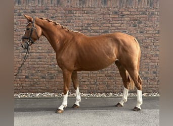 Oldenburger Springpferd, Klacz, 5 lat, 173 cm, Kasztanowata