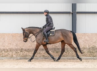 Oldenburger Springpferd, Klacz, 5 lat, 179 cm, Gniada