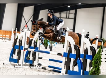 Oldenburger Springpferd, Klacz, 6 lat, 147 cm, Gniada