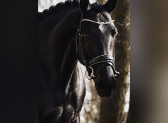 Oldenburger Springpferd, Klacz, 6 lat, 162 cm, Kara