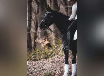 Oldenburger Springpferd, Klacz, 6 lat, 162 cm, Kara