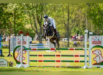 Oldenburger Springpferd, Klacz, 6 lat, 163 cm, Skarogniada