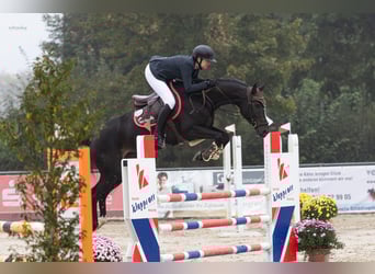 Oldenburger Springpferd, Klacz, 6 lat, 163 cm, Skarogniada