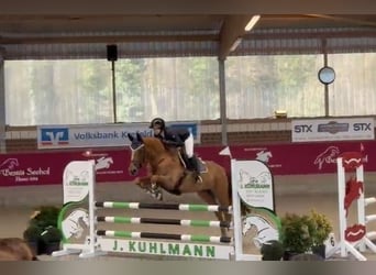Oldenburger Springpferd, Klacz, 6 lat, 165 cm, Kasztanowata