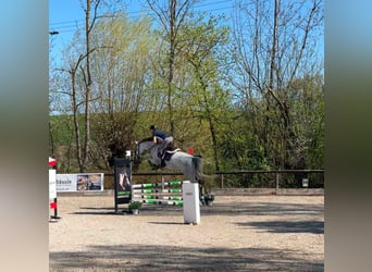 Oldenburger Springpferd, Klacz, 6 lat, 165 cm, Siwa