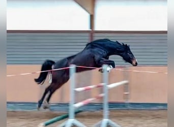 Oldenburger Springpferd, Klacz, 6 lat, 166 cm, Ciemnogniada