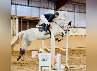 Oldenburger Springpferd, Klacz, 6 lat, 167 cm, Siwa jabłkowita