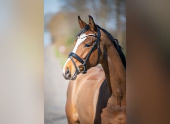 Oldenburger Springpferd, Klacz, 6 lat, 168 cm, Gniada