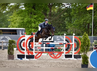 Oldenburger Springpferd, Klacz, 6 lat, 168 cm, Gniada