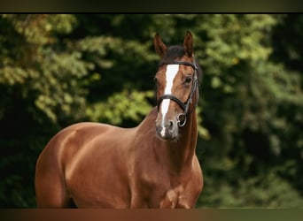 Oldenburger Springpferd, Klacz, 6 lat, 168 cm, Gniada