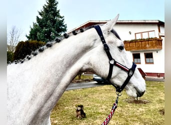 Oldenburger Springpferd, Klacz, 6 lat, 168 cm, Siwa jabłkowita
