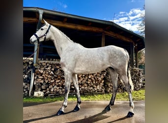 Oldenburger Springpferd, Klacz, 6 lat, 168 cm, Siwa jabłkowita