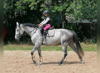 Oldenburger Springpferd, Klacz, 6 lat, 168 cm, Siwa
