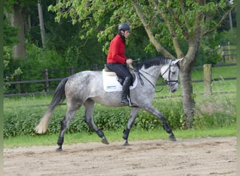 Oldenburger Springpferd, Klacz, 6 lat, 168 cm, Siwa