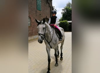 Oldenburger Springpferd, Klacz, 6 lat, 168 cm, Siwa