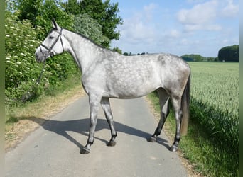 Oldenburger Springpferd, Klacz, 6 lat, 168 cm, Siwa