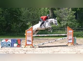 Oldenburger Springpferd, Klacz, 6 lat, 168 cm, Siwa