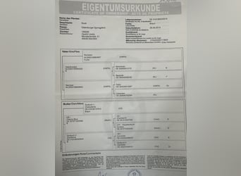 Oldenburger Springpferd, Klacz, 6 lat, 169 cm, Gniada